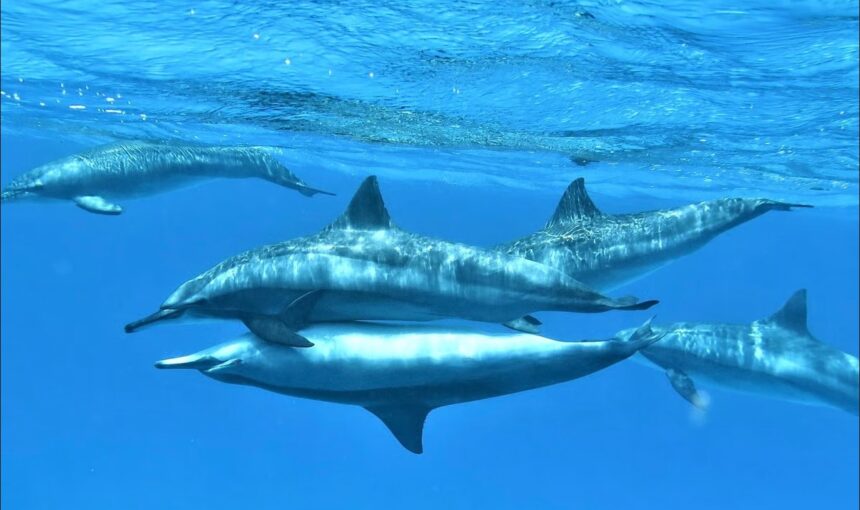 Delfin Tour Hurghada Kosten – Preise & Infos für deinen Ausflug Delfin Tour Hurghada Kosten – Preise & Infos für deinen Ausflug