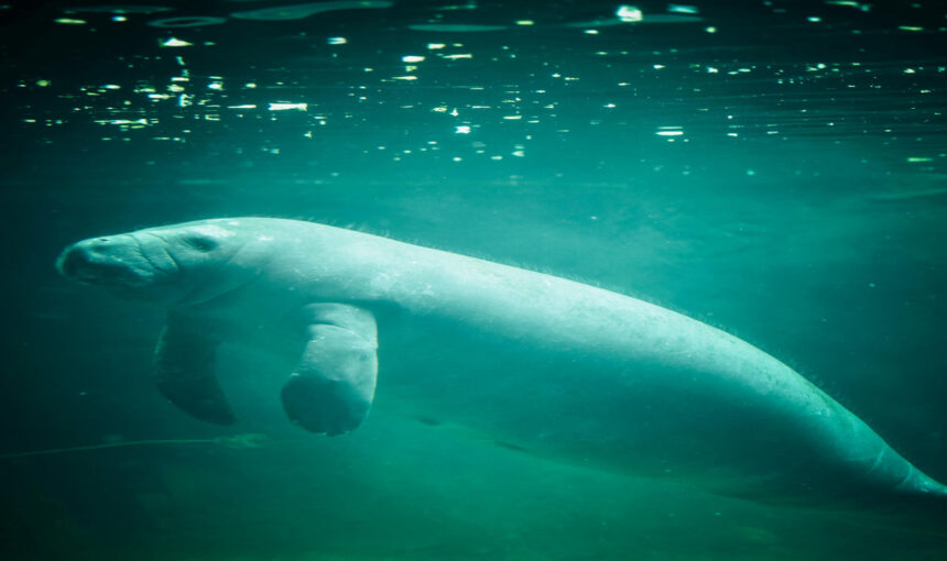 Seekühe und Schildkröten beobachten – Naturschnorcheln Hurghada Seekühe und Schildkröten beobachten – Naturschnorcheln Hurghada