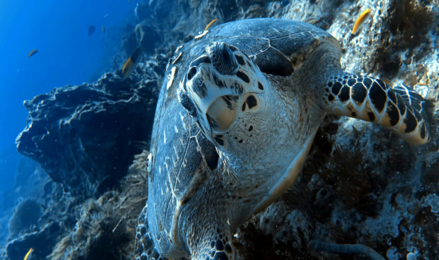 Hurghada Schnorchelausflug : Dugongs und Schildkröten in Abu Dabbab erleben Hurghada Schnorchelausflug : Dugongs und Schildkröten in Abu Dabbab erleben