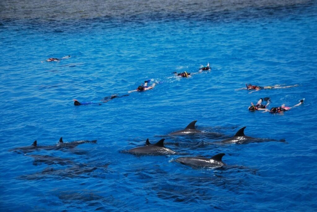 Delfin tour Hurghada mit Boot und Schnorchelstopps