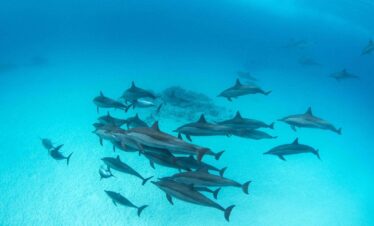 Delfine schwimmen im Dolphin House bei Marsa Alam im Roten Meer -marsa alam delfine