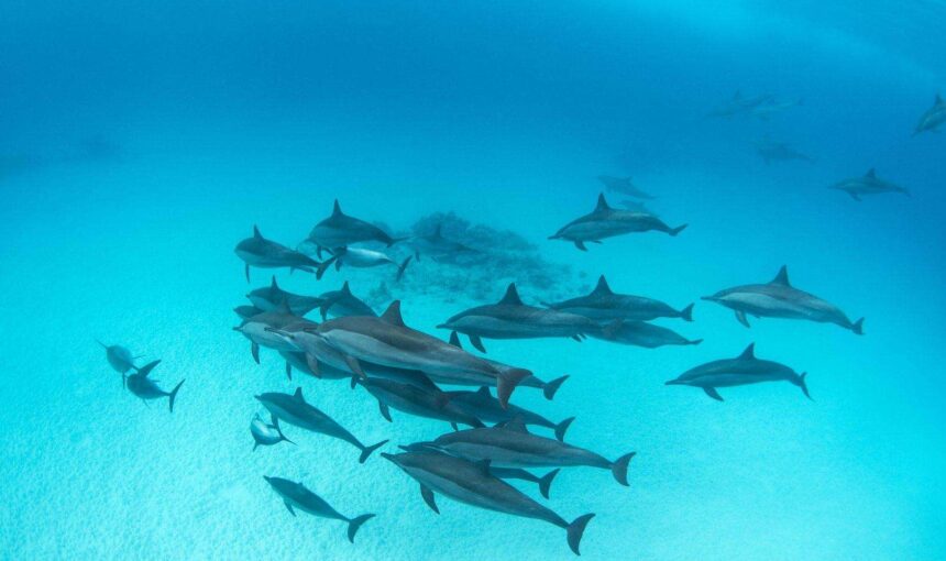 Dolphin House Marsa Alam Erfahrungen – Reiseblog über das Schwimmen mit Delfinen Dolphin House Marsa Alam Erfahrungen – Reiseblog über das Schwimmen mit Delfinen